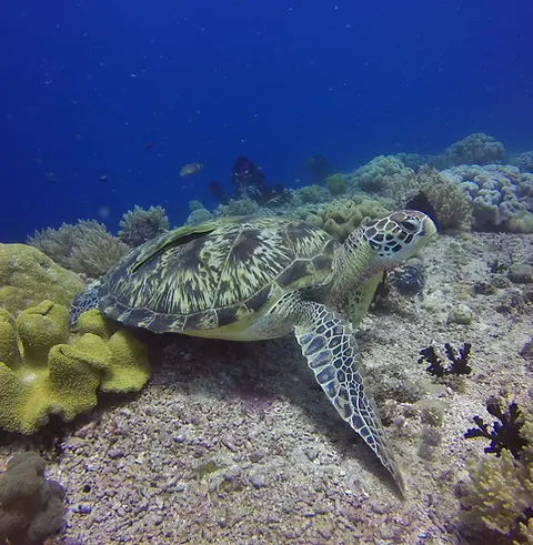 tortue verte sur recif anda.webp