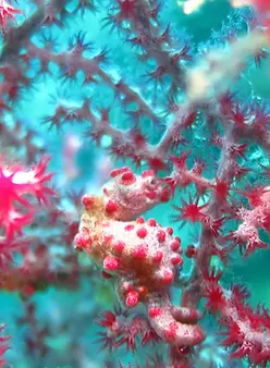 Pygmy seahorse anda bohol philippines