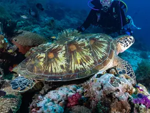 Rencontre sous-marine tortue verte sur recif avec un plongeur
