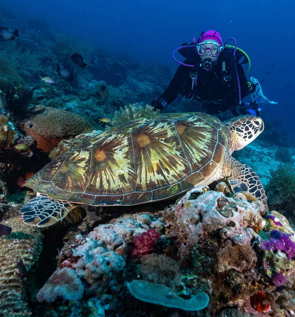 Rencontre sous-marine tortue verte sur recif avec un plongeur