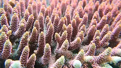 Pink-hardcorals.webp