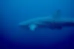 Whale Shark on Anda reef, Bohol, Philippines