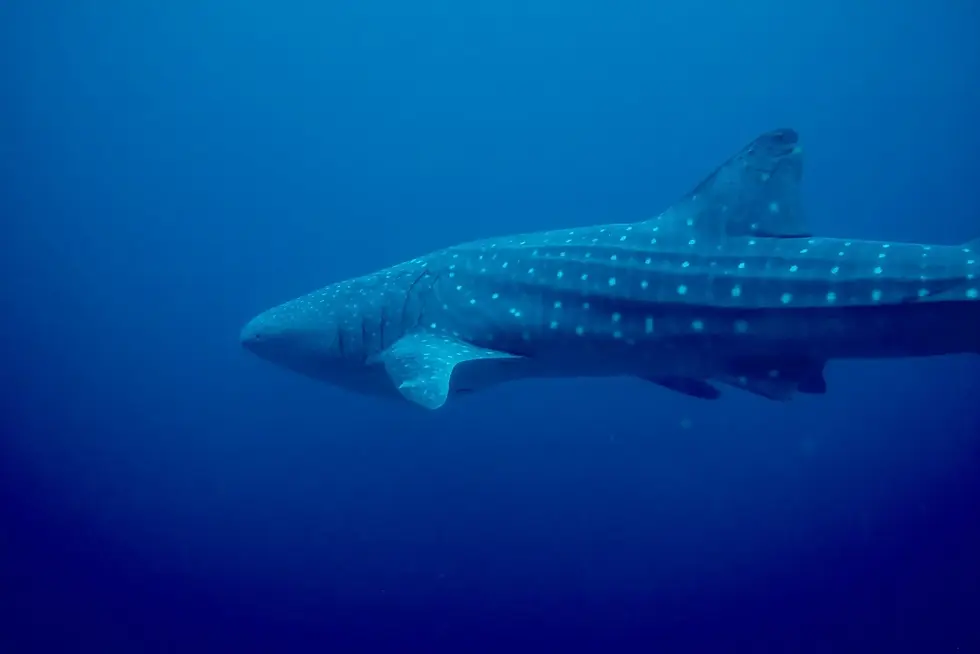 Whale Shark on Anda reef, Bohol, Philippines