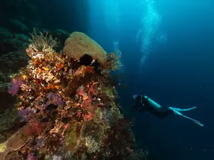 Anda'wall on the reef Bohol