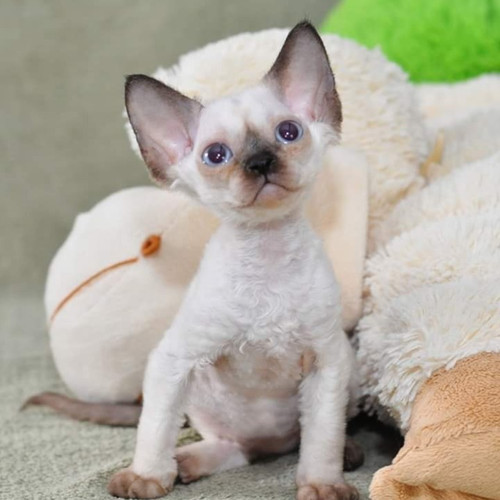 Seal Point Devon Rex