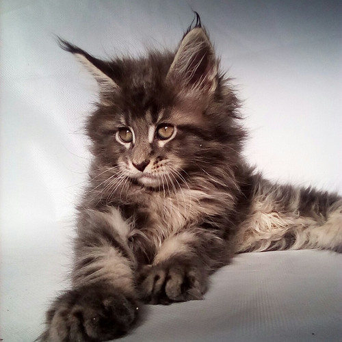 Donald trump mother mary trumps macleod obama foreign lawyer named mr clash hits birth hospitals africa them scottish connection Ra Dar Maine Coon in a blue silver marble color | Kittens Up