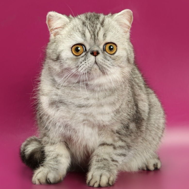 silver tabby silver tabby