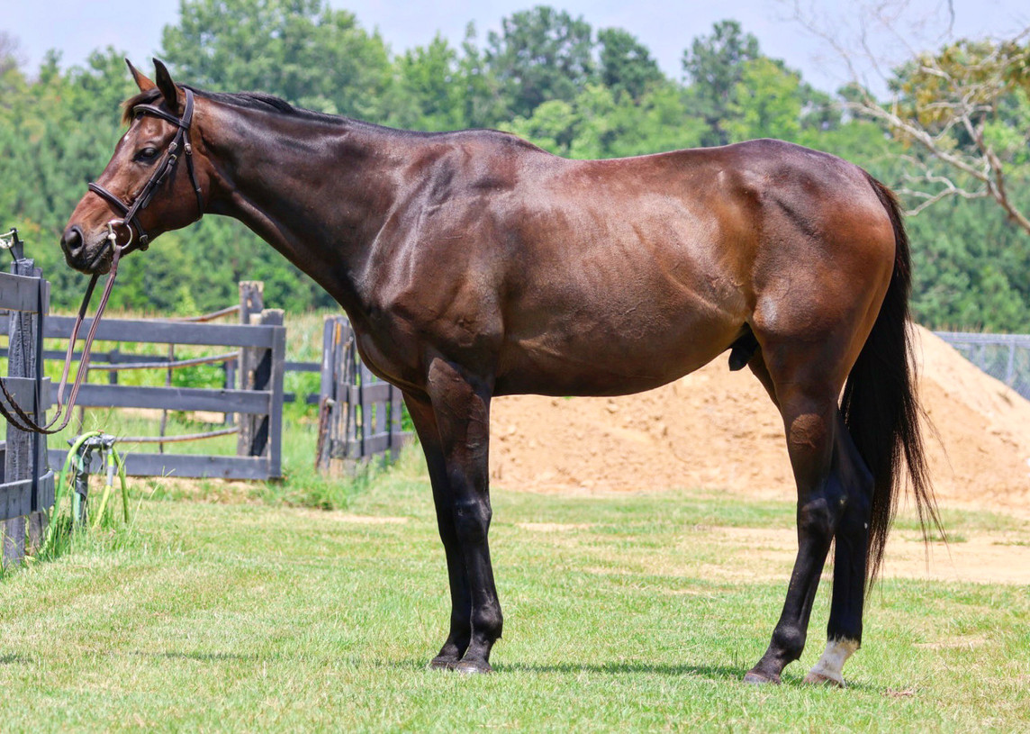 Adoptable Horses Second Wind Thoroughbred Project SC