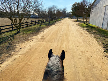 Strollie trail rides, adoptable horse