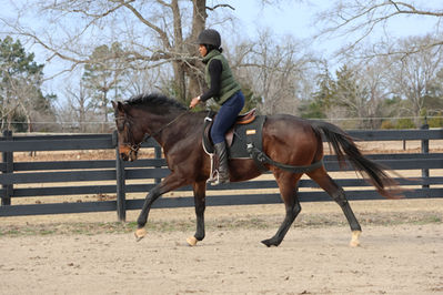 Strollie, adoptable horse, eventing prospect for adoption