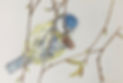 Art_bluetit.jpeg