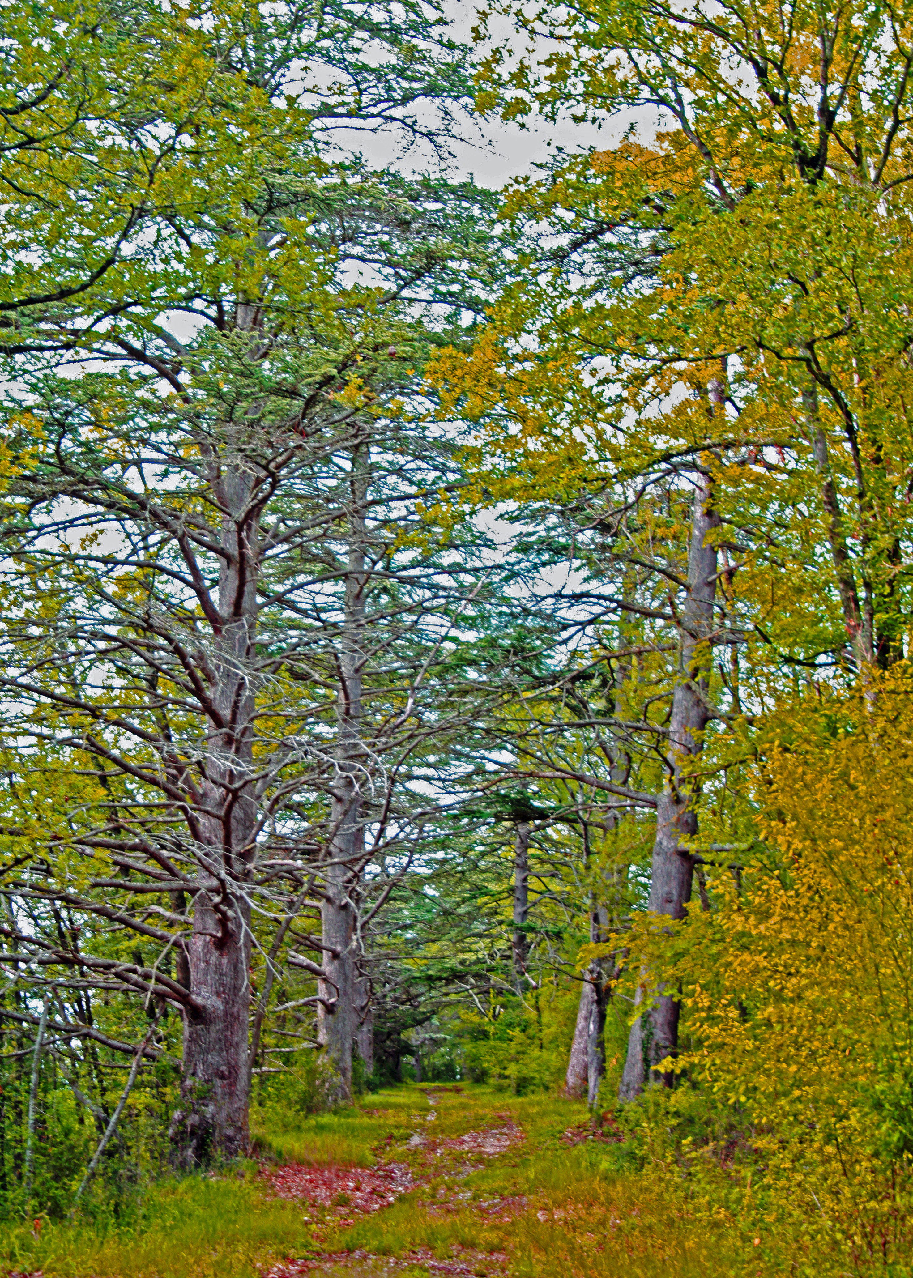 © Gilles Nicoud-Parimoine StCréac-IMG_32
