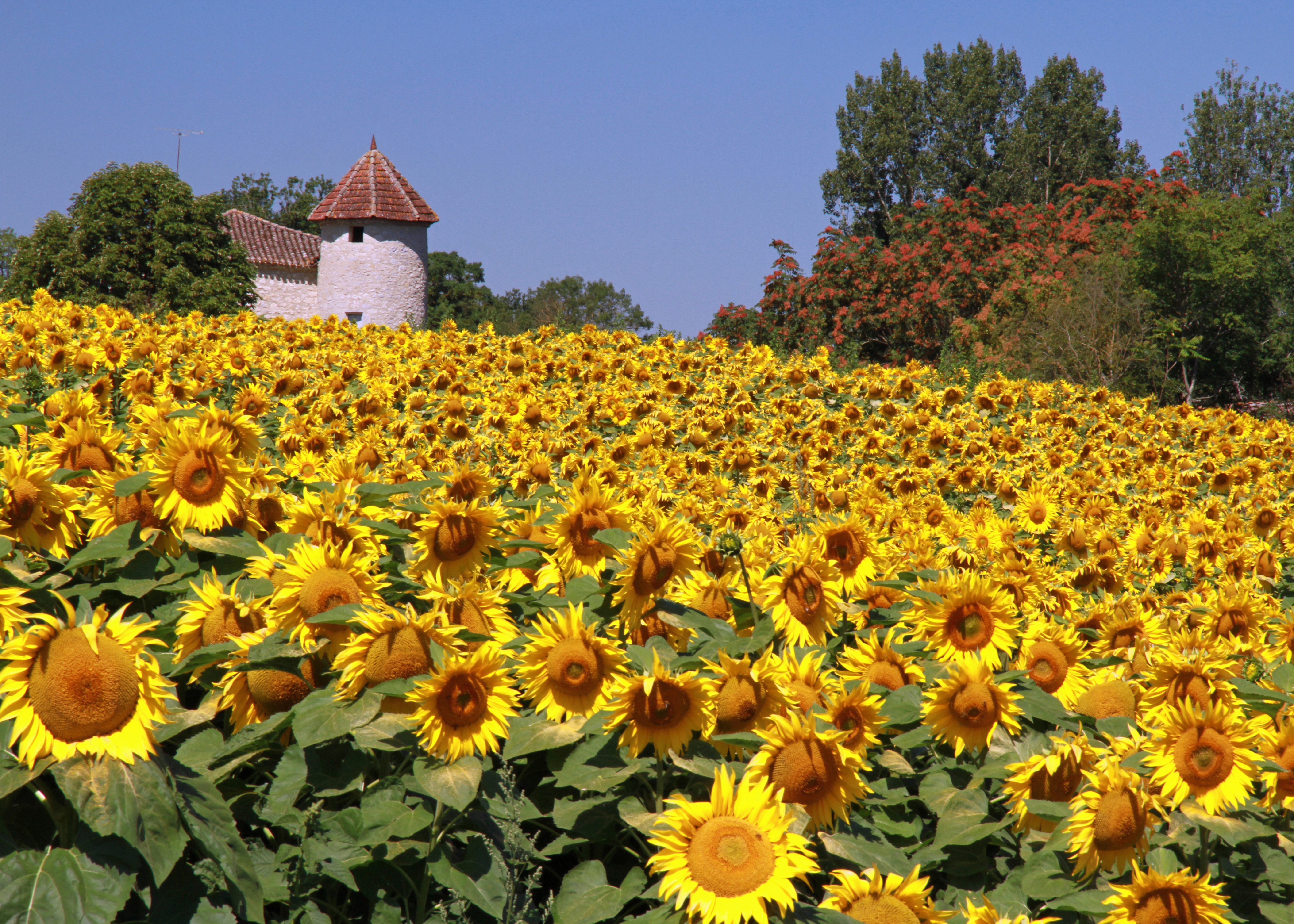 © Gilles Nicoud-Parimoine StCréac-IMG_29