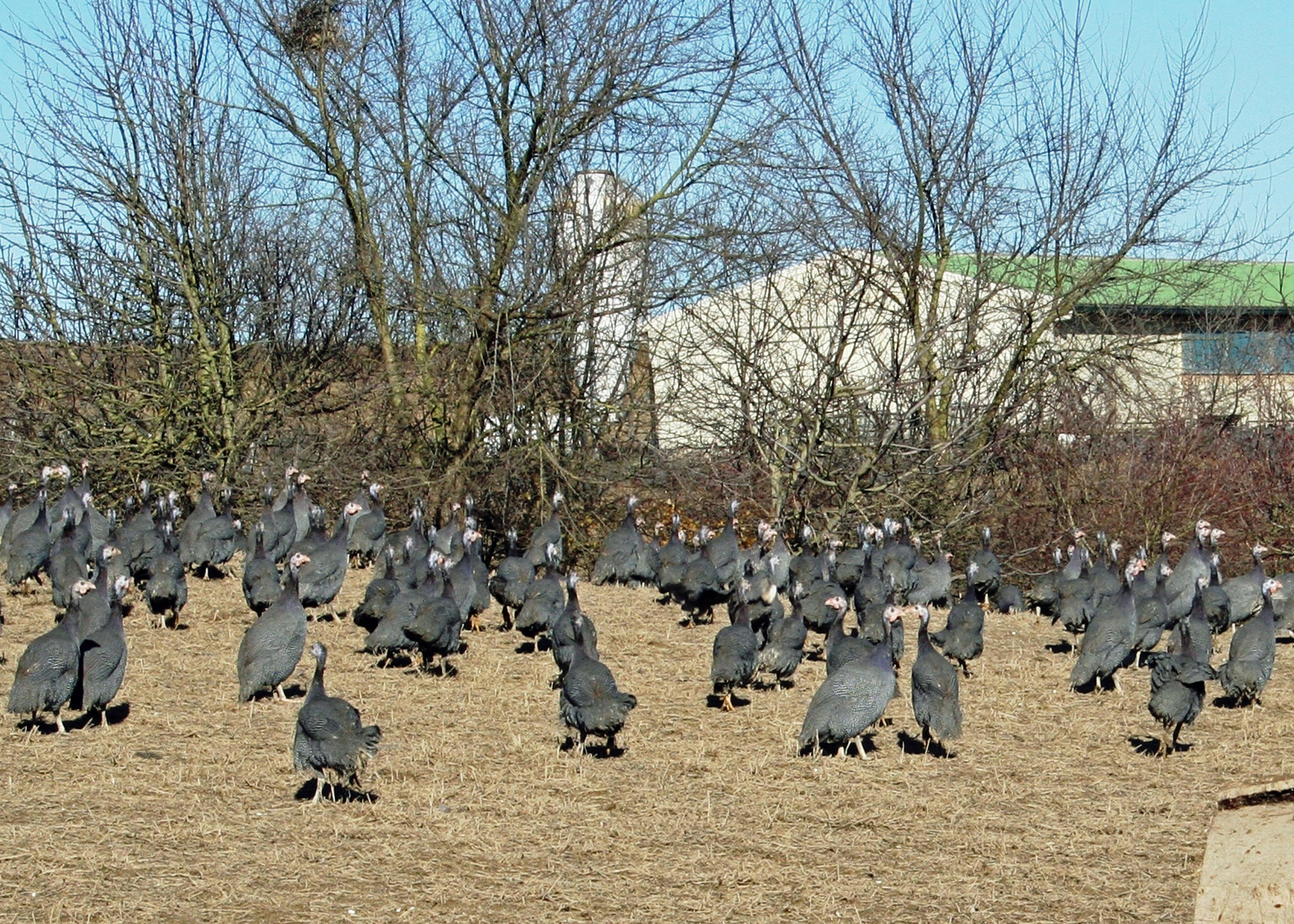 © Gilles Nicoud-Parimoine StCréac-IMG_00