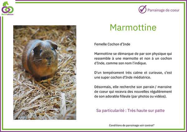 Fiches de parrainage Marmotte.png