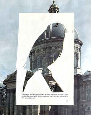 BirdSteeple