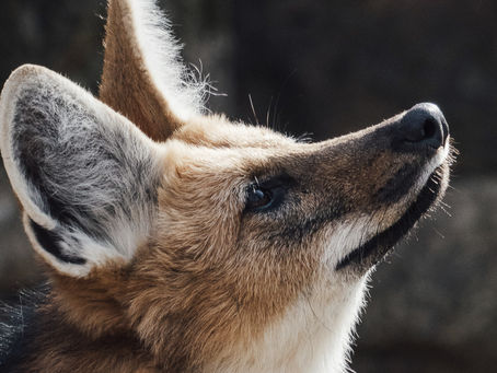 52-Wochen-Projekt - 2026 KW10