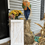 Thumbnail: Farmhouse Rustic Barndoor Shutter with Mason Jar Sconce