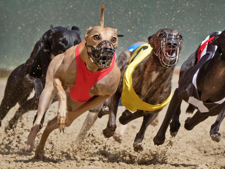 Wales to Become First UK Nation to Ban Greyhound Racing, BGC Expresses Disappointment