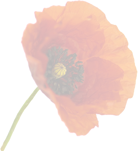 Coquelicot_edited_edited_edited_edited.p