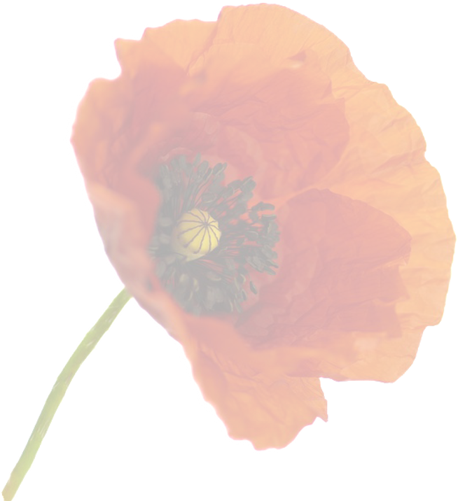 Coquelicot_edited_edited_edited.png