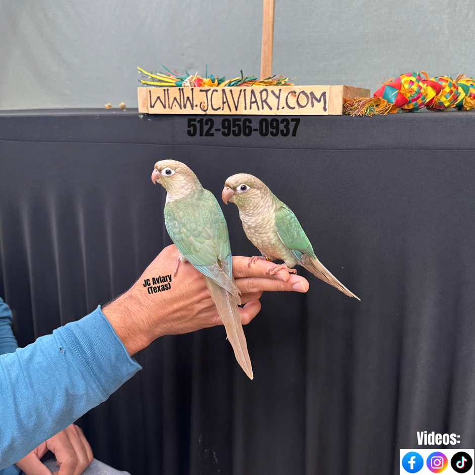 Thumbnail: Baby Green Cheek Conure [Turq. Cinnamon]