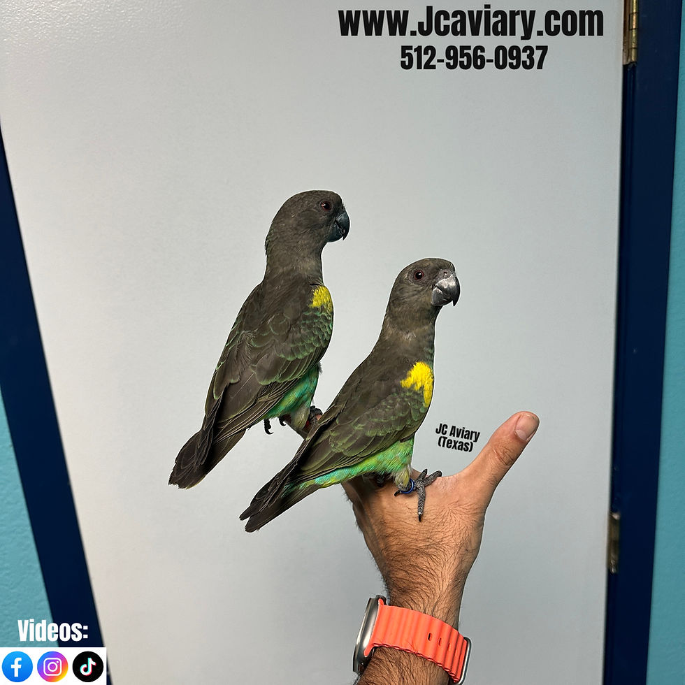 Thumbnail: Baby Meyer's Parrot