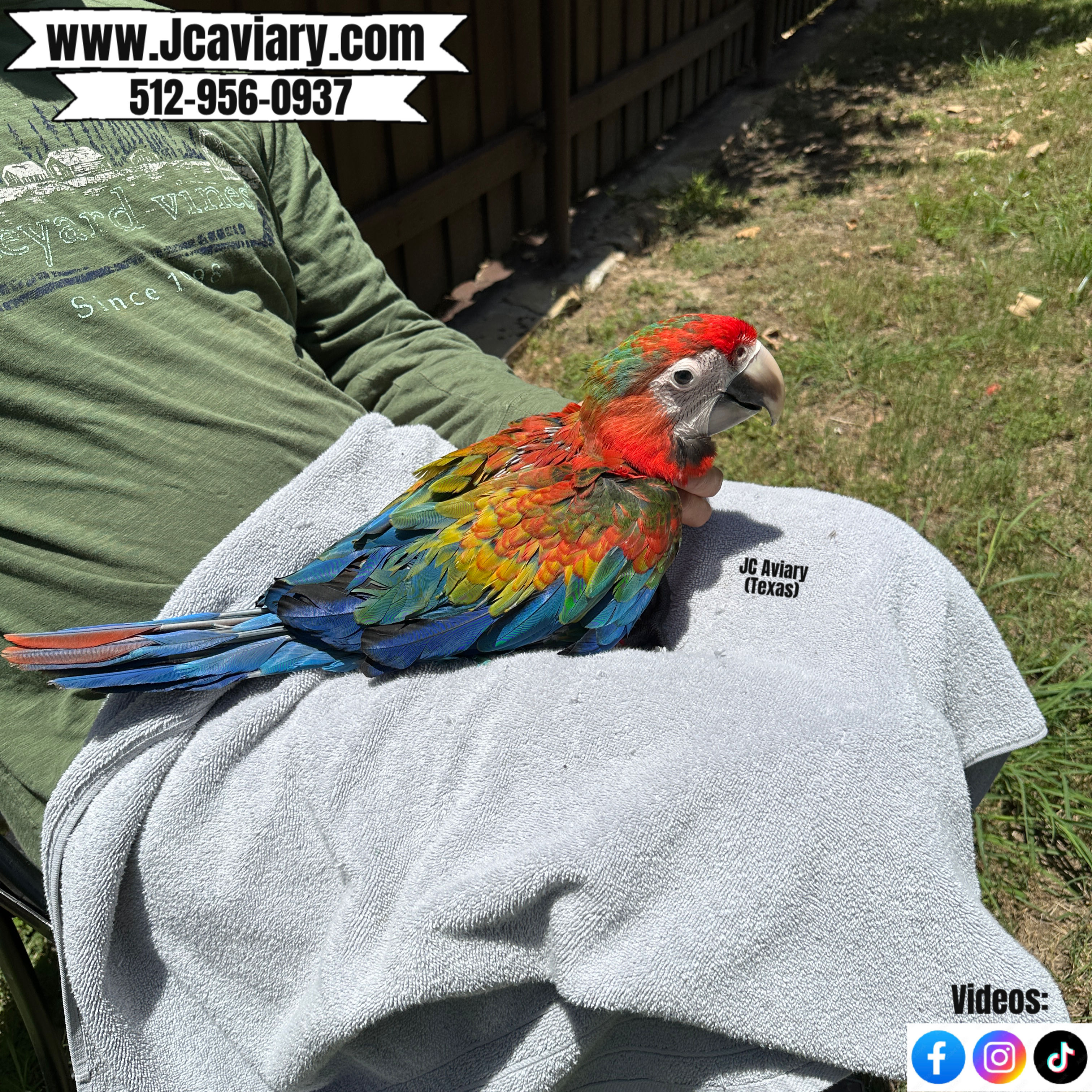 Baby Hybrid Macaw