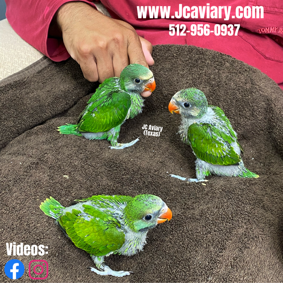 Baby Moustached Parakeets