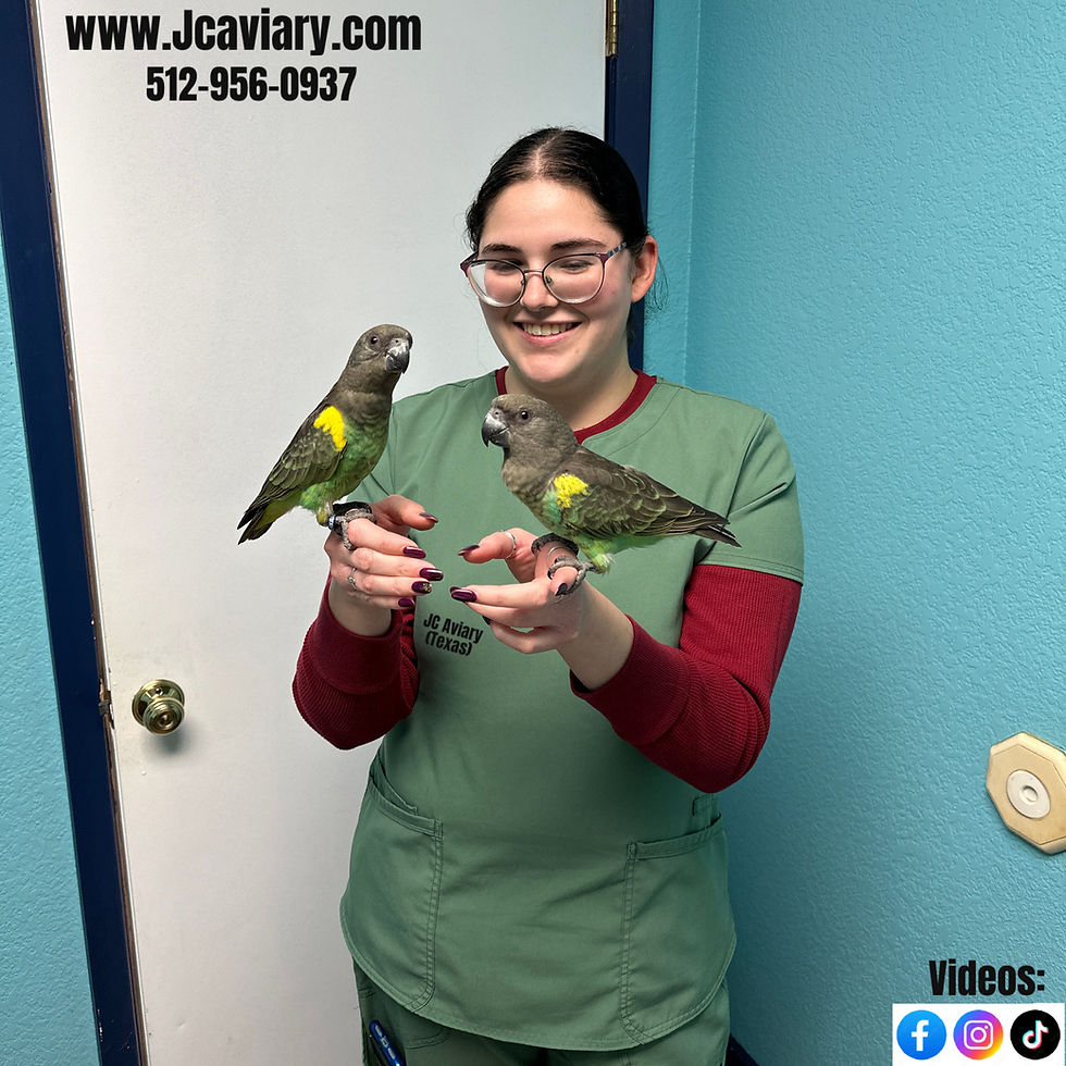 Thumbnail: Baby Meyer's Parrot