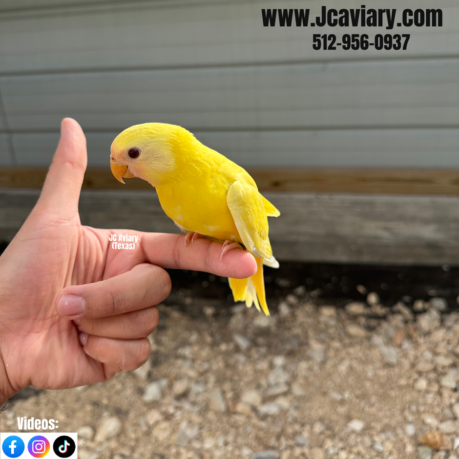 Thumbnail: Baby Plum-headed Parakeet (Lutino)