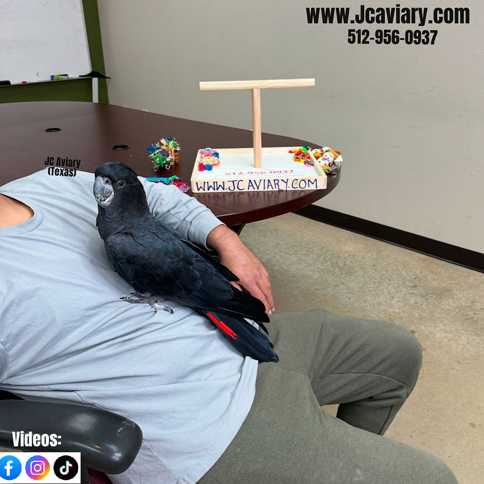 Thumbnail: Red-tailed black Cockatoo