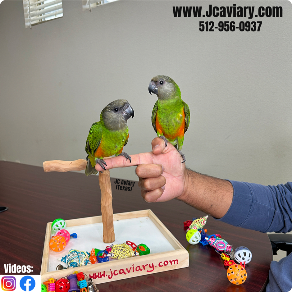 Birds Available birds-available