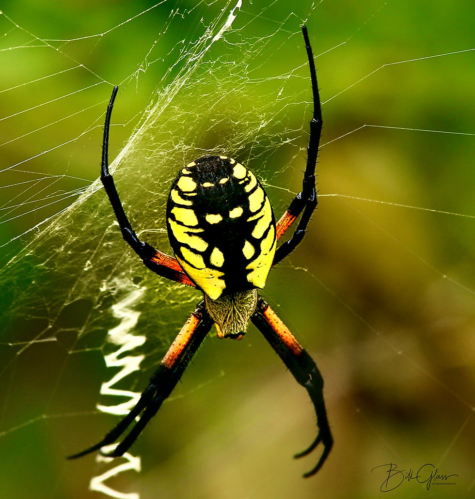 Charolette And Her Web