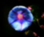 Bokeh Morning Glory