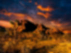 Joshua Tree