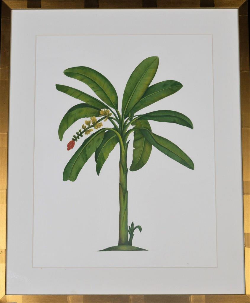 Indian watercolour on paper of a banana palm