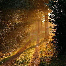 The Secret Life of Trees Walks | Weekly Nature & Mindfulness Series | Somers Legacy Wellness