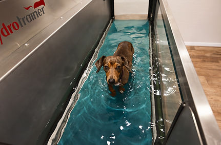VetMedPhysio-8329.jpg