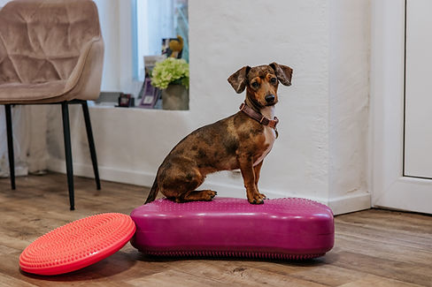 VetMedPhysio-8224.jpg