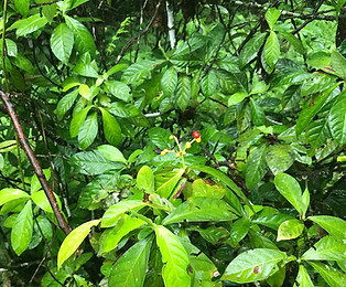 medicinal plant for natural healing