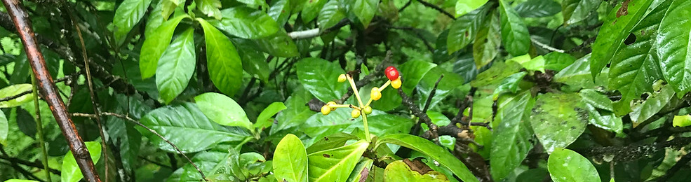 medicinal plant for natural healing