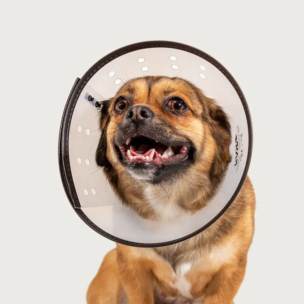 Miniatura: Collar Isabelino modelo Saf-T-Clear™ | KVP