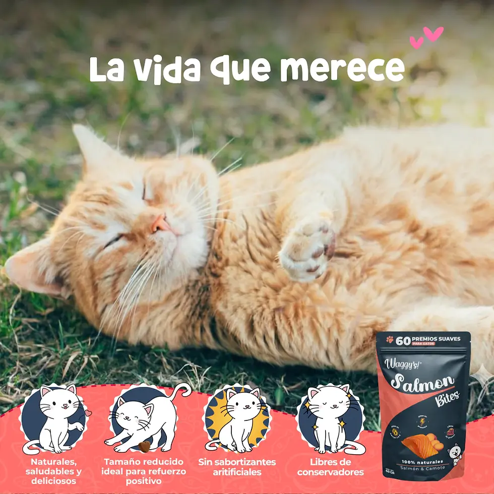 Salmon Bites: Premios Suaves para Gato 60 piezas | Waggy's!