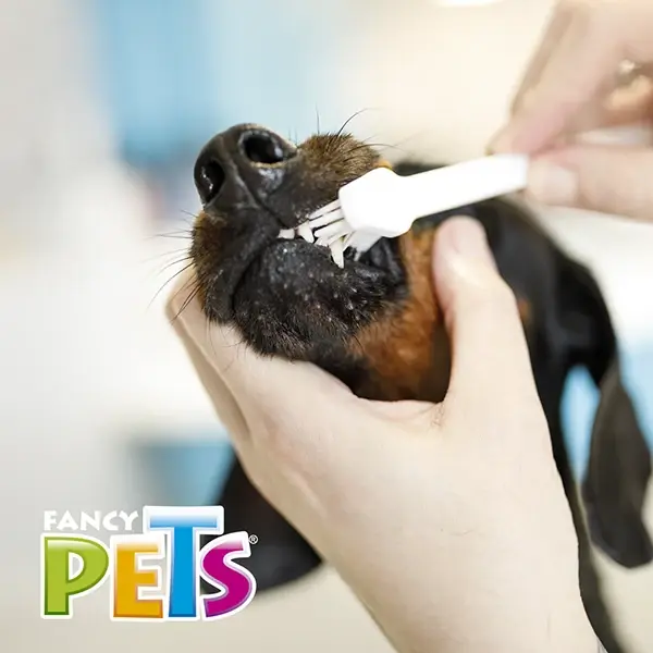 Miniatura: Set de 3 Cepillos Dentales para Mascota | Fancy Pets​​​​​​​