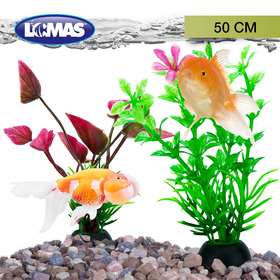 Miniatura: Plantas para acuario 50 cm | Lomas