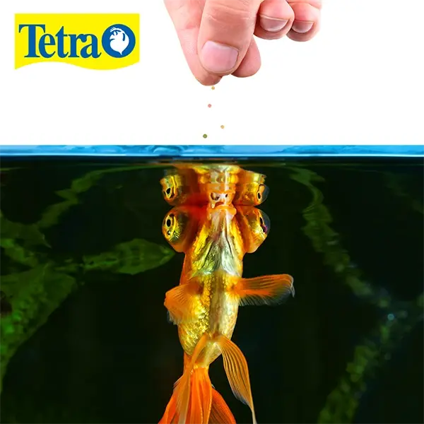 Pellets Flotantes para Peces de Agua Fría TetraFin Goldfish Pellets 53g - 1.9oz | Tetra