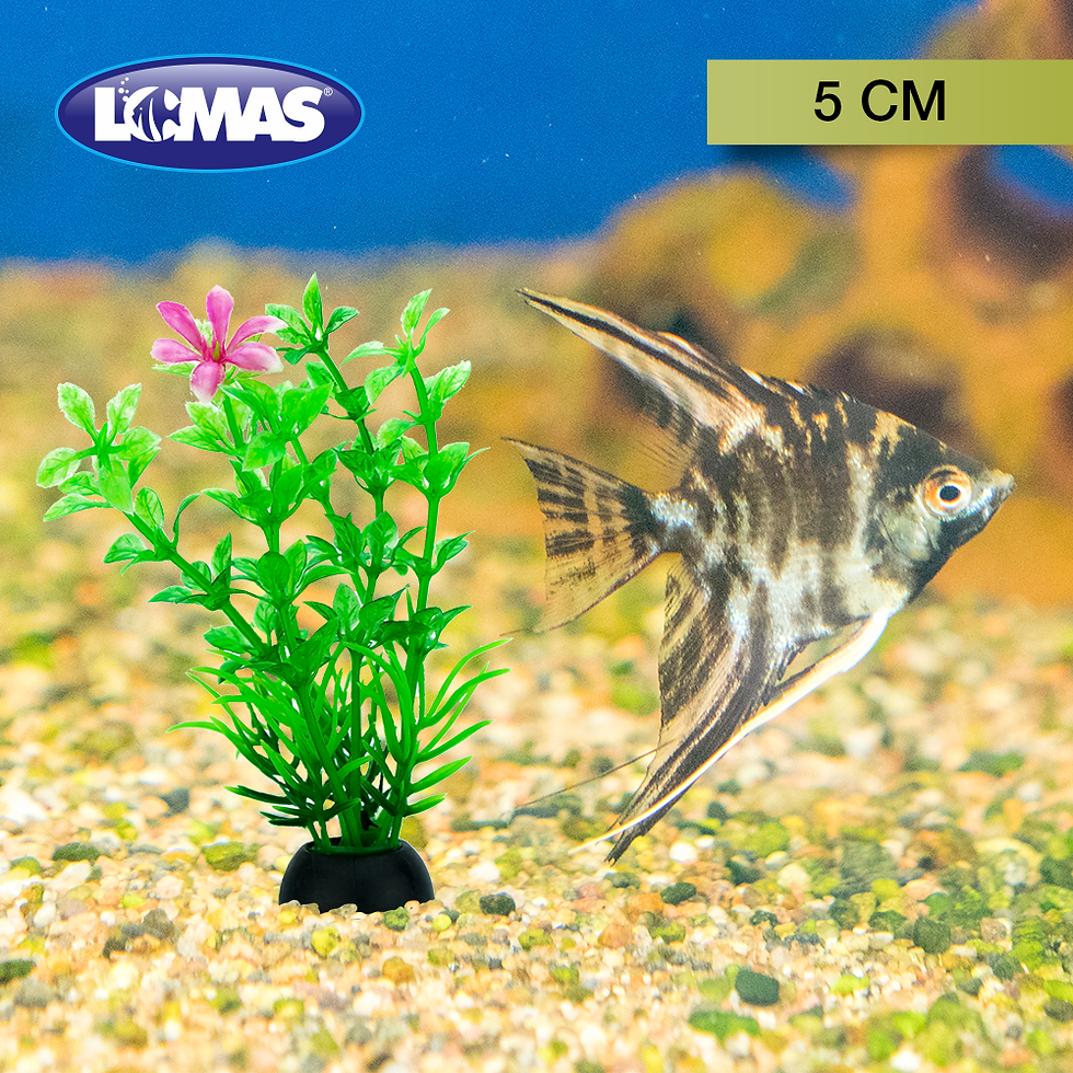 Plantas para acuario 5 cm | Lomas