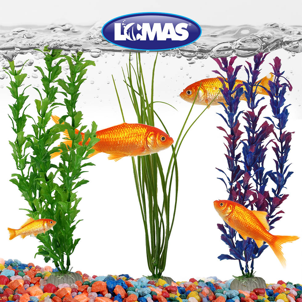 Miniatura: Plantas para acuario 30 cm | Lomas