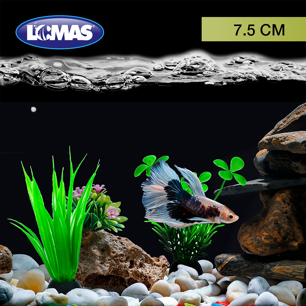 Miniatura: Plantas para acuario 7.5 cm | Lomas